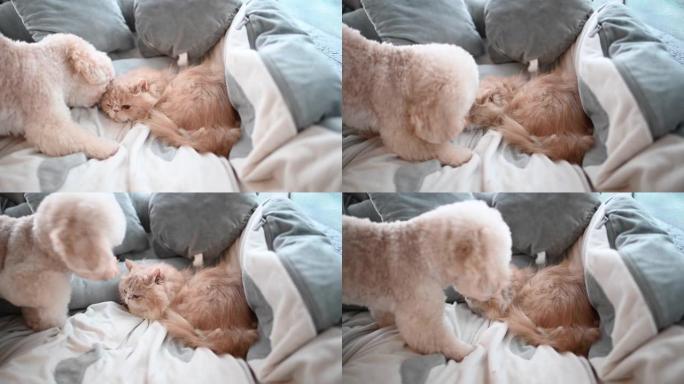 一只玩具贵宾犬在床上舔猫交朋友，而猫却忽略了令人讨厌的小狗