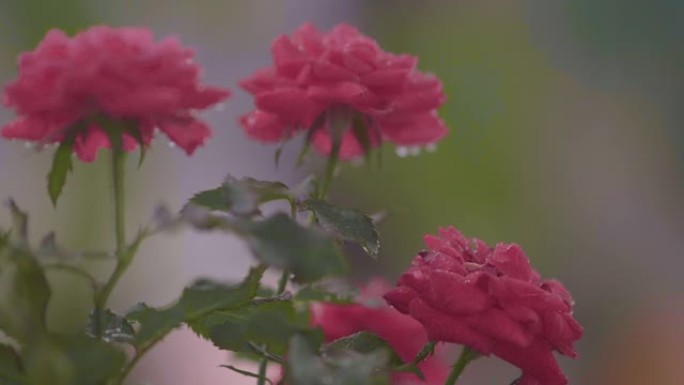 红色玫瑰上的雨红玫瑰雨珠大自然