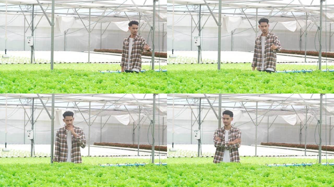 开朗的年轻迷人的亚洲小伙子农民早上从温室花园的水培蔬菜农场收获绿色橡树。