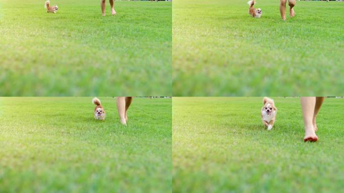 吉娃娃遛狗小狗奔跑狗狗奔跑公园散步