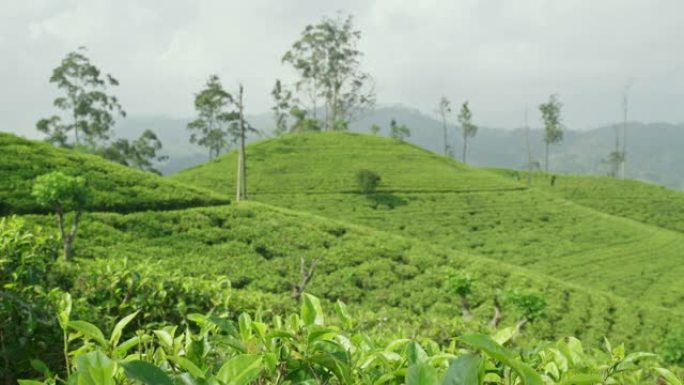 斯里兰卡桑尼女士郁郁葱葱的绿茶植物山坡