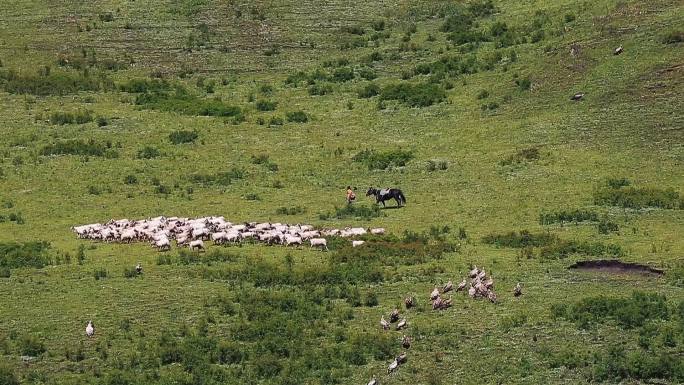 草原牧民放羊群
