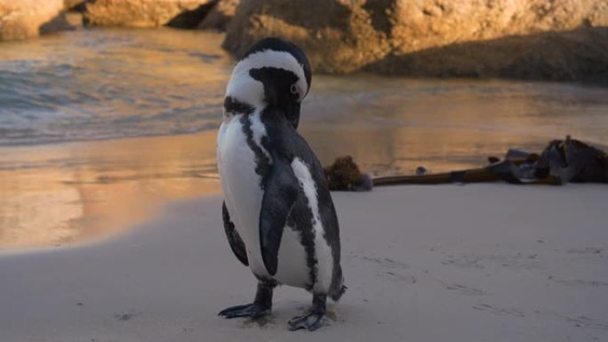 南非开普敦Boulders Beach岸上非洲penquin打扮的特写镜头