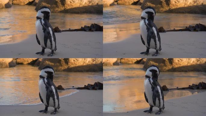 南非开普敦Boulders Beach岸上非洲penquin打扮的特写镜头