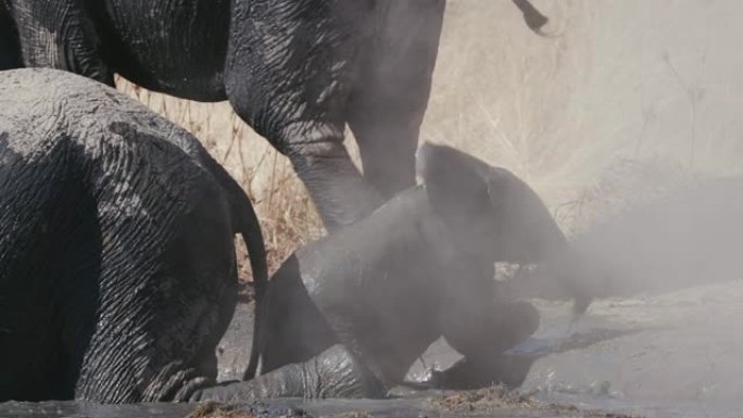 纳米比亚埃托沙国家公园，一头可爱的小象被成年人包围着走出水坑的4k特写镜头