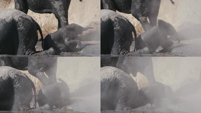 纳米比亚埃托沙国家公园，一头可爱的小象被成年人包围着走出水坑的4k特写镜头