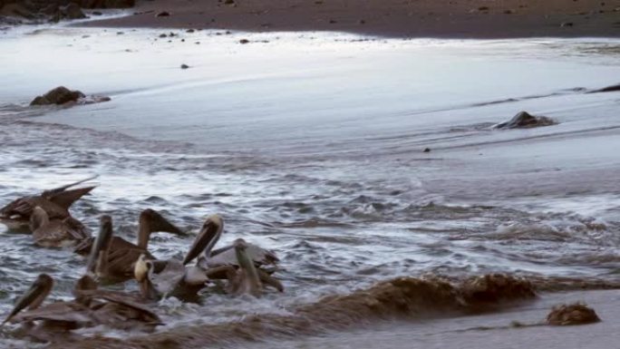 4K令人难以置信的野生动物镜头，鹈鹕在哥斯达黎加的海滩上觅食。