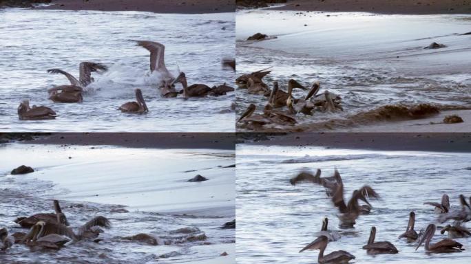 4K令人难以置信的野生动物镜头，鹈鹕在哥斯达黎加的海滩上觅食。