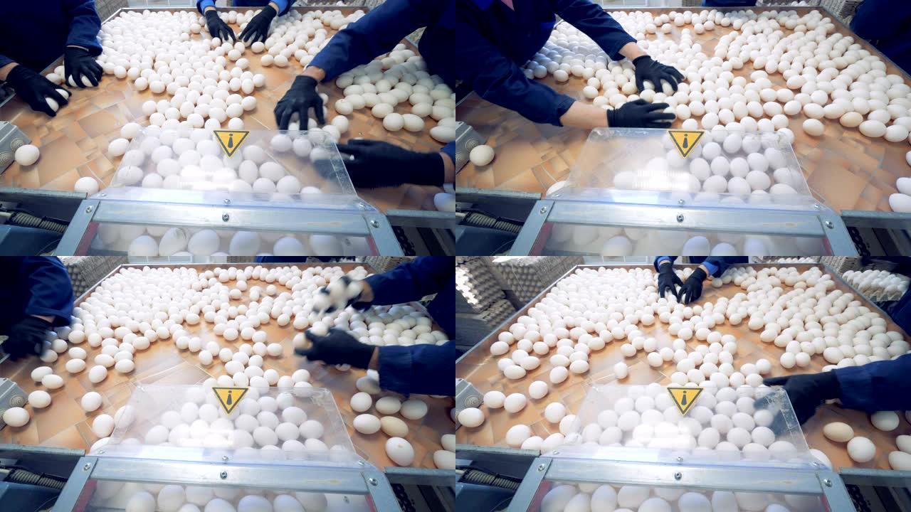 鸡蛋在农场分类。人们把鸡蛋装进特制的盒子里，在家禽养殖场出售。