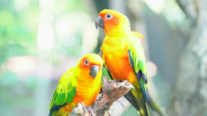 太阳科雷鹦鹉橘黄色和绿色鸟类毛绒绒