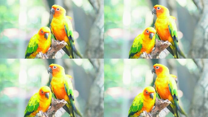 太阳科雷鹦鹉橘黄色和绿色鸟类毛绒绒