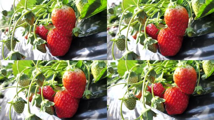 室内种植的日本草莓