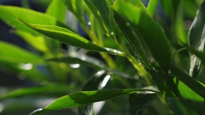 在明亮的阳光下，大水滴从上面落到植物的绿色叶子上。慢动作镜头