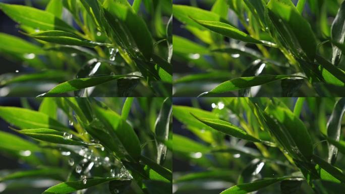 在明亮的阳光下，大水滴从上面落到植物的绿色叶子上。慢动作镜头
