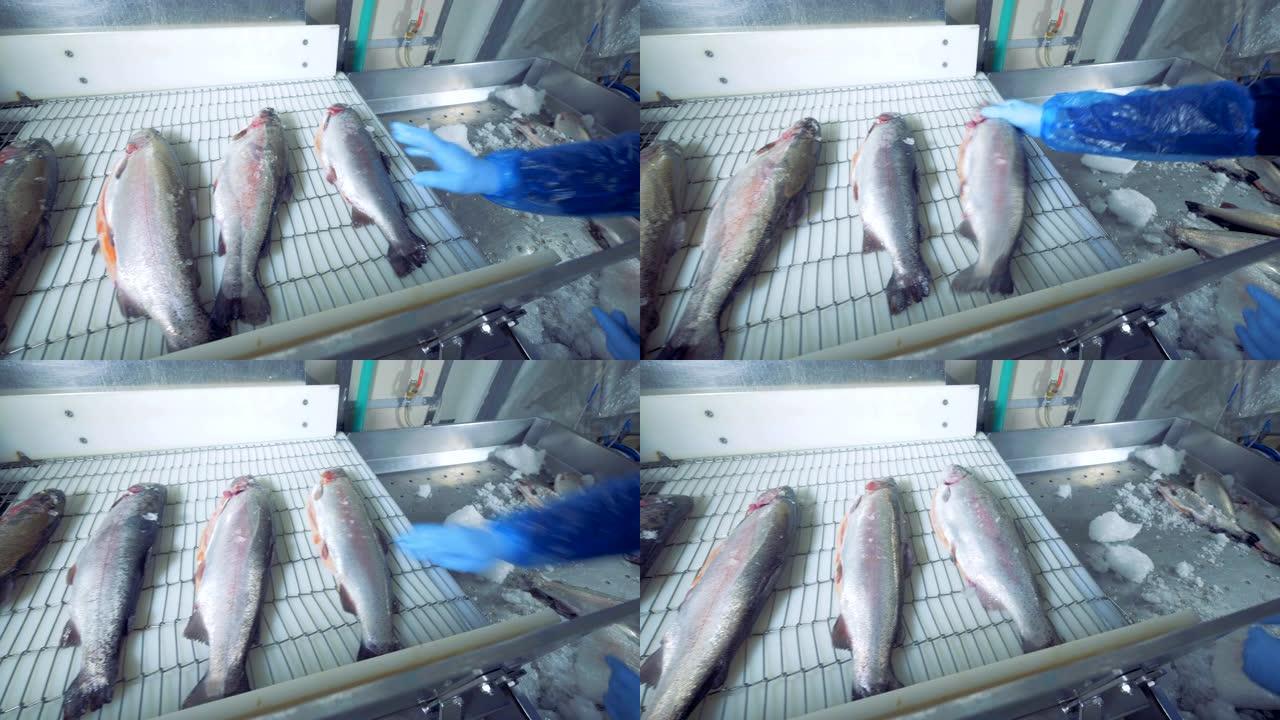 冰冷的鱼被放在传送带上