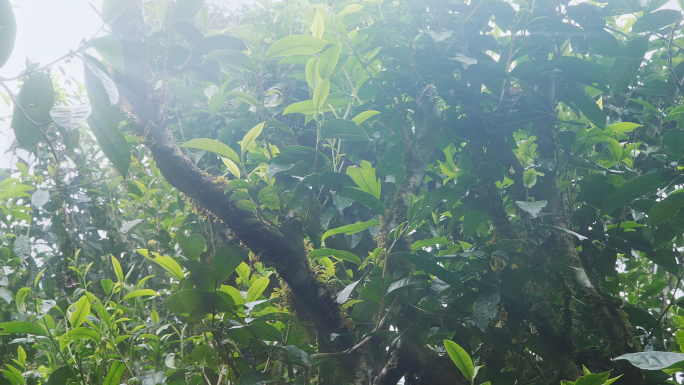 【原创】古茶树丁达尔光