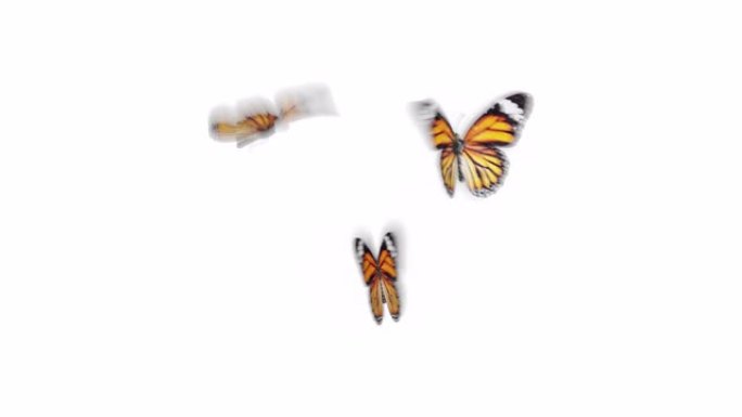 美丽的橙色蝴蝶斑蝶飞到屏幕上，坐下来，飞走。白绿色背景特写。带有Alpha的可循环3d动画。