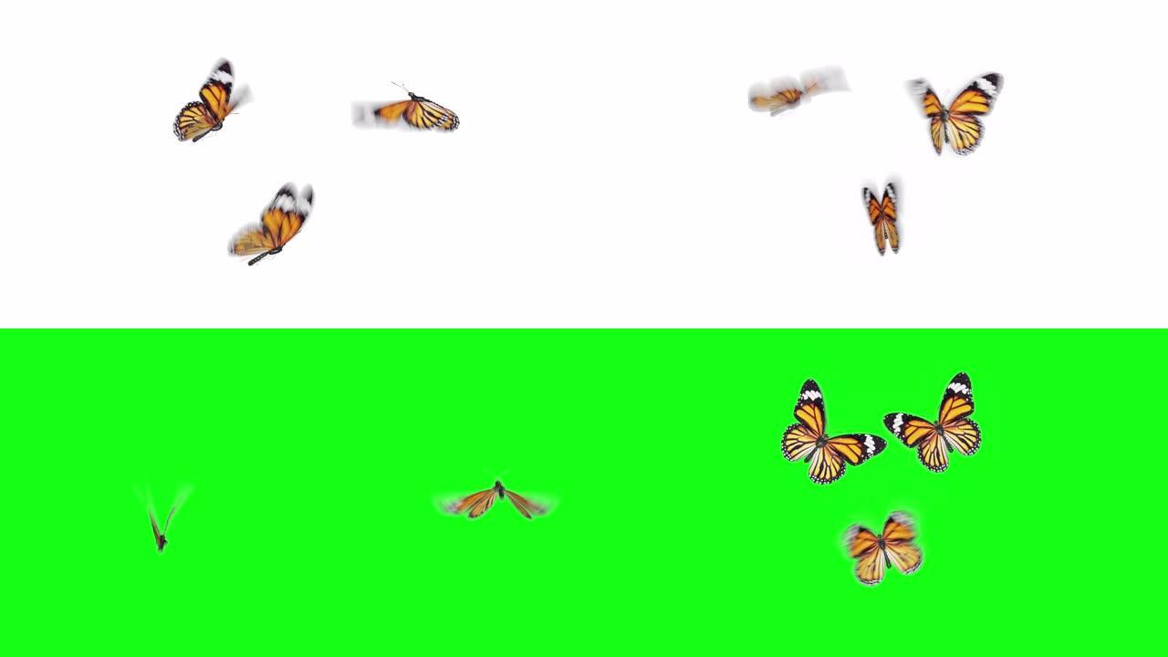 美丽的橙色蝴蝶斑蝶飞到屏幕上，坐下来，飞走。白绿色背景特写。带有Alpha的可循环3d动画。