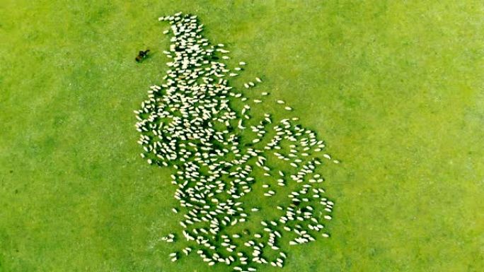农场上的空中观景绵羊