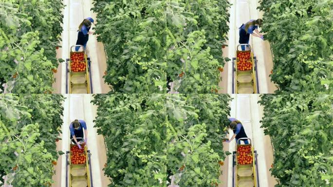 温室中收获的西红柿的俯视图