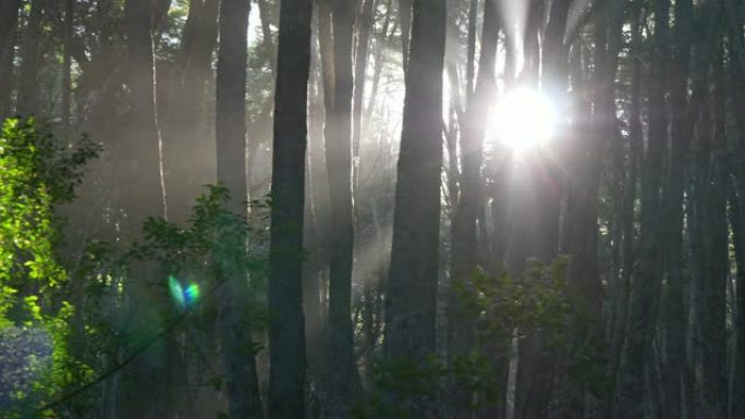 迷雾森林。阳光穿透雾蒙蒙的森林里的树木。万向节射击，4K