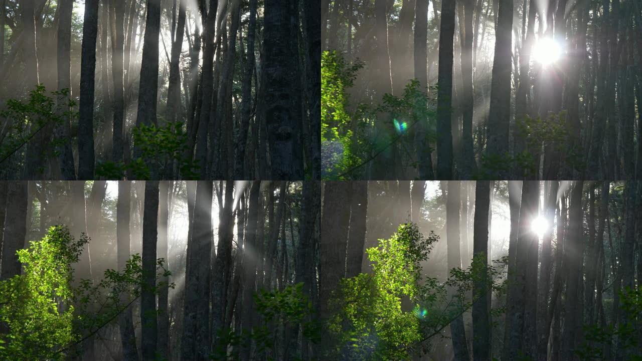 迷雾森林。阳光穿透雾蒙蒙的森林里的树木。万向节射击，4K