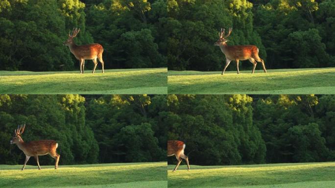 早晨阳光下一只雄鹿的肖像，4k