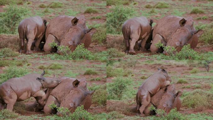 4k特写镜头，一只可爱的小白犀牛试图从其母亲身上吸吮，然后爬上她的头顶