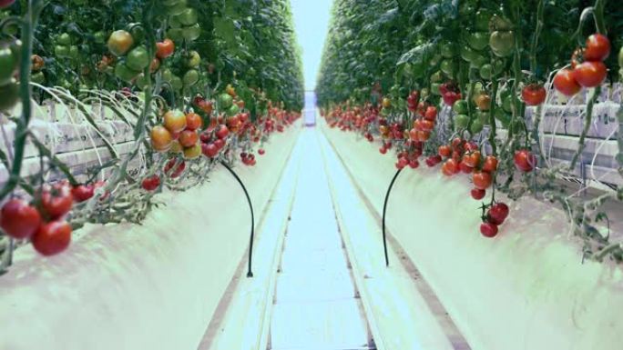 温室里两排西红柿之间的一个小岛。温室里的新鲜成熟西红柿。