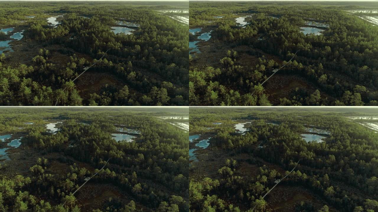 空中电影无人机可以看到秋天森林中的冰冻沼泽，上面有一条木制小径。美丽的乡村景观，白天有绿色的针叶树和