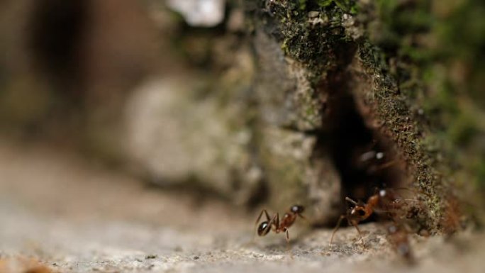 蚂蚁慢动作特写，4k