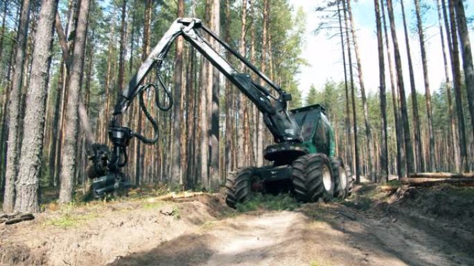拖拉机正在收割松树并锯它们。森林砍伐，森林砍伐概念。