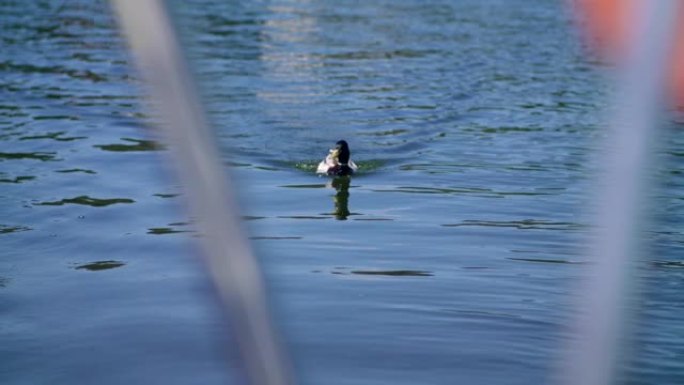 鸭子漂浮在宁静的湖上。从帆船上看