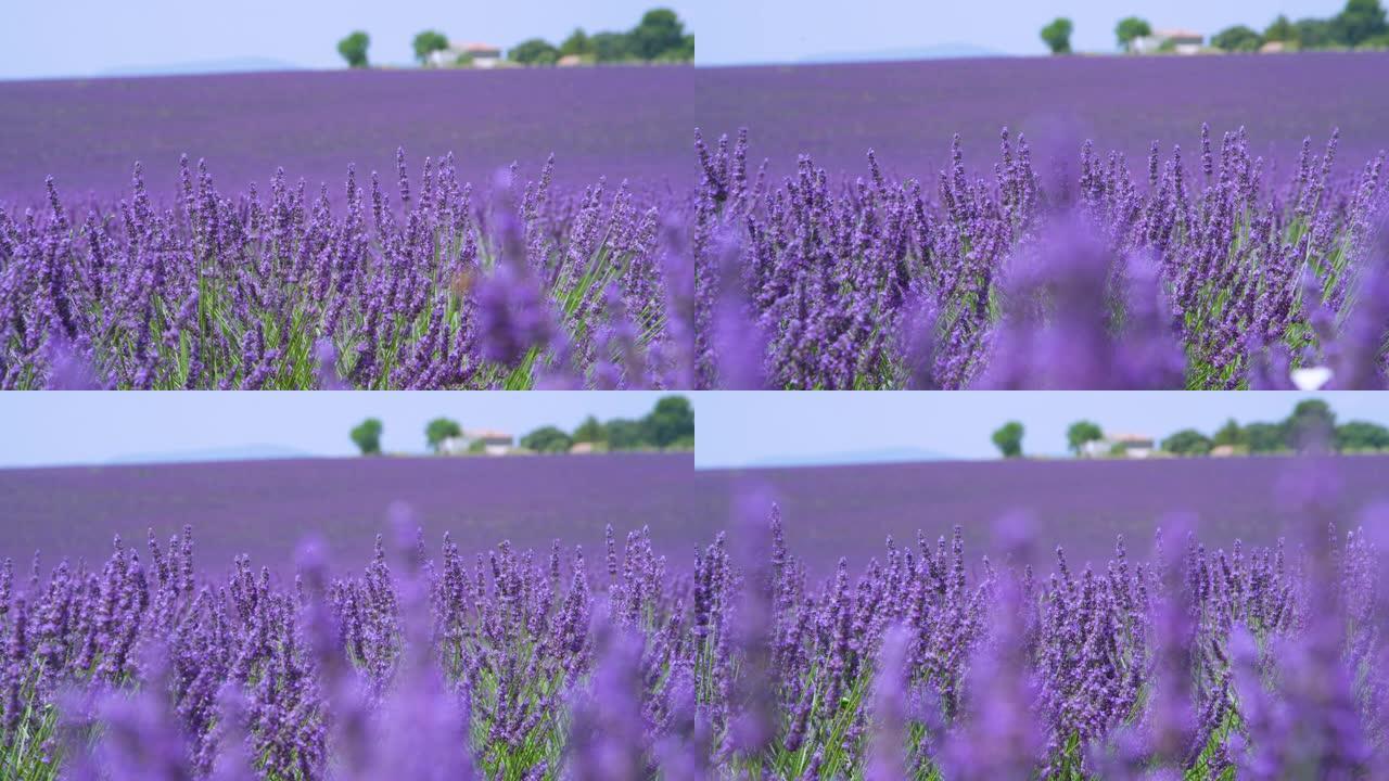 慢动作: 美丽的紫罗兰色草药领域延伸到远处。