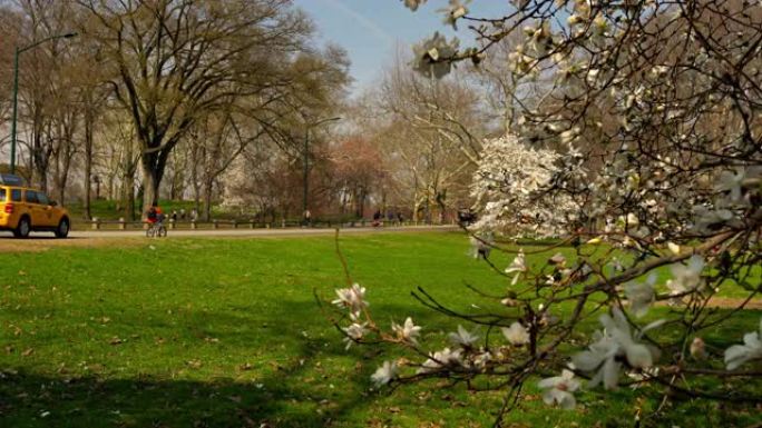 纽约中央公园的樱花