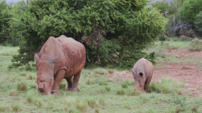 可爱的白犀牛幼崽和它的妈妈在丛林草原上散步和吃草