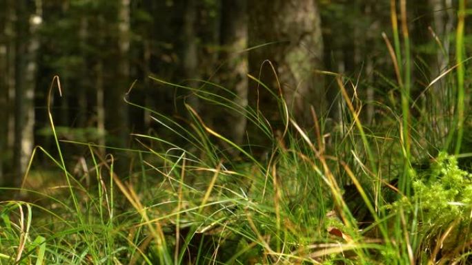 宏观，dop: 从长满苔藓的地面上生长出来的草茎在微风中摇摆