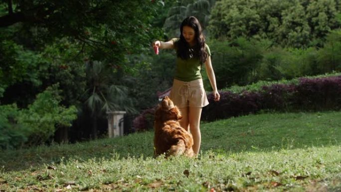 年轻女子在夏季公园和她的狗在户外玩耍
