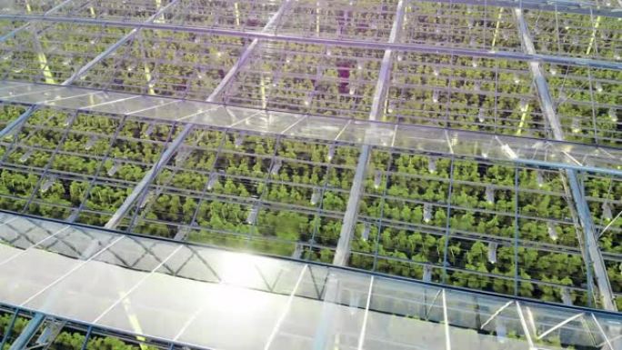 绿色植物透明温室。