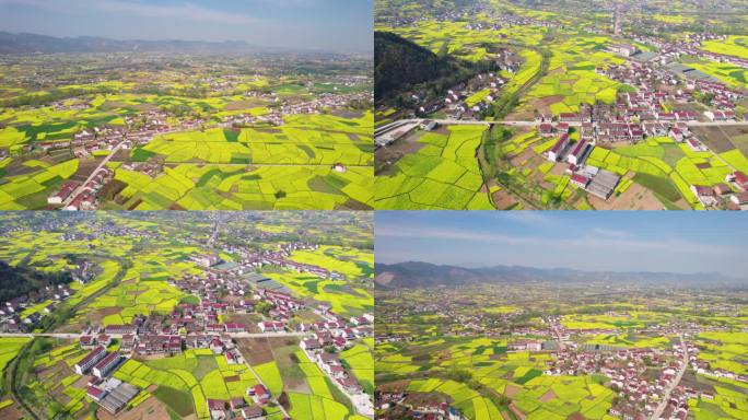 农村油菜花田园风景