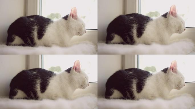 懒惰的肥猫睡觉悠闲的猫咪打盹睡着过程
