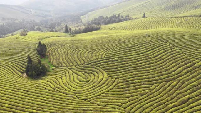 山上绿茶田的鸟瞰图