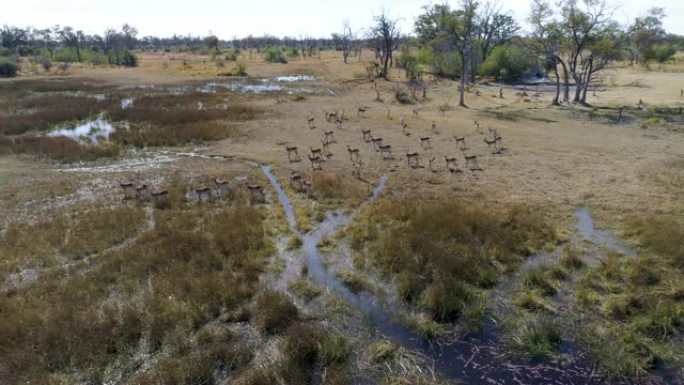 站在博茨瓦纳奥卡万戈三角洲沼泽中的lechwe羚羊群的4k空中平移视图