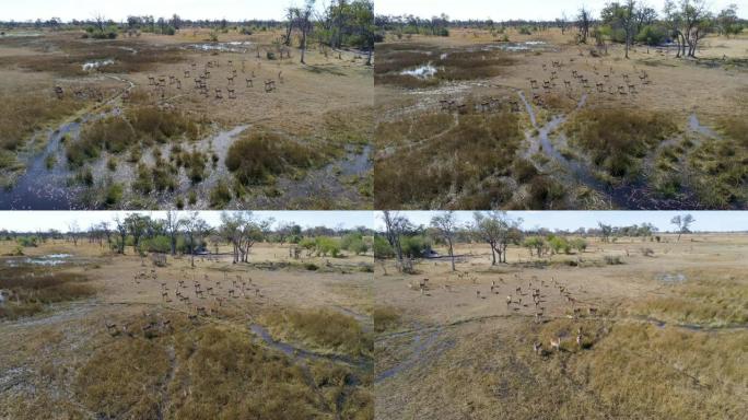 站在博茨瓦纳奥卡万戈三角洲沼泽中的lechwe羚羊群的4k空中平移视图