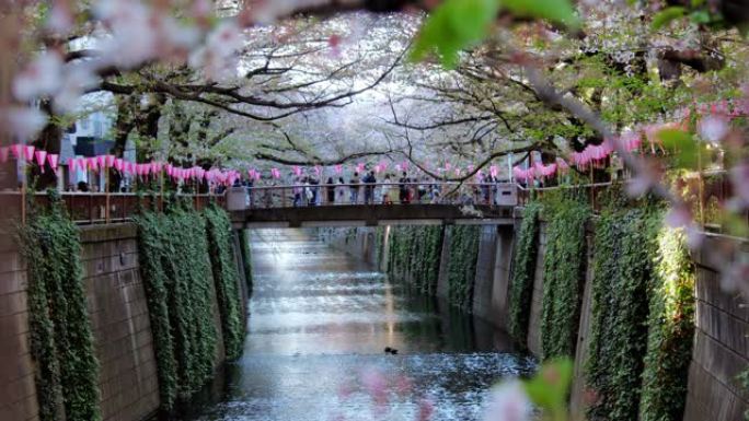 日本东京目黑河樱花的樱花落花，慢动作