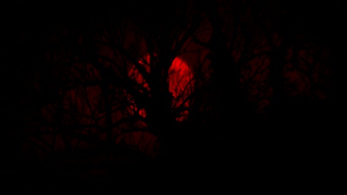 红月亮在树后移动