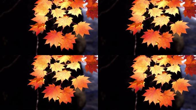 日本秋天的红色枫叶，自然镜头慢动作