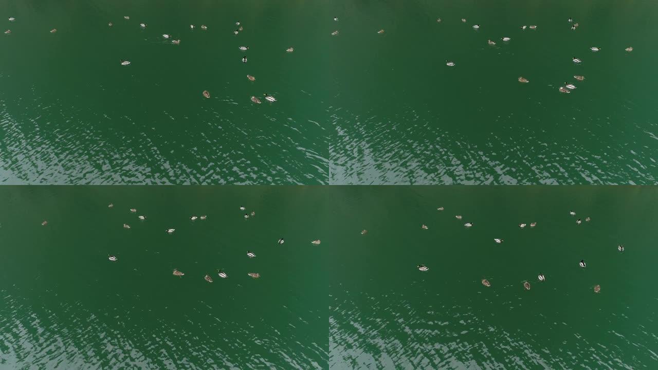 四只野鸭在河上游泳