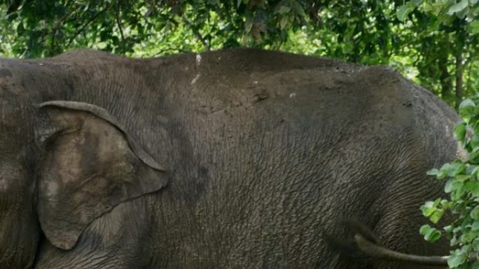 大象女士在斯里兰卡背上溅泥