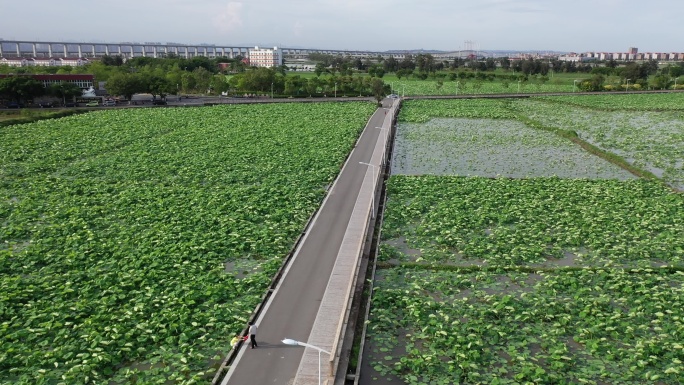 泉州石狮湿地公园航拍